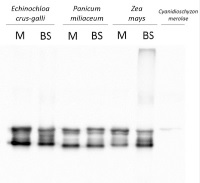 Lhca2 | PSI type II chloropyll a/b-binding protein in the group Antibodies Plant/Algal / Photosynthesis / LHC at Agrisera AB (Antibodies for research) (AS01 006)